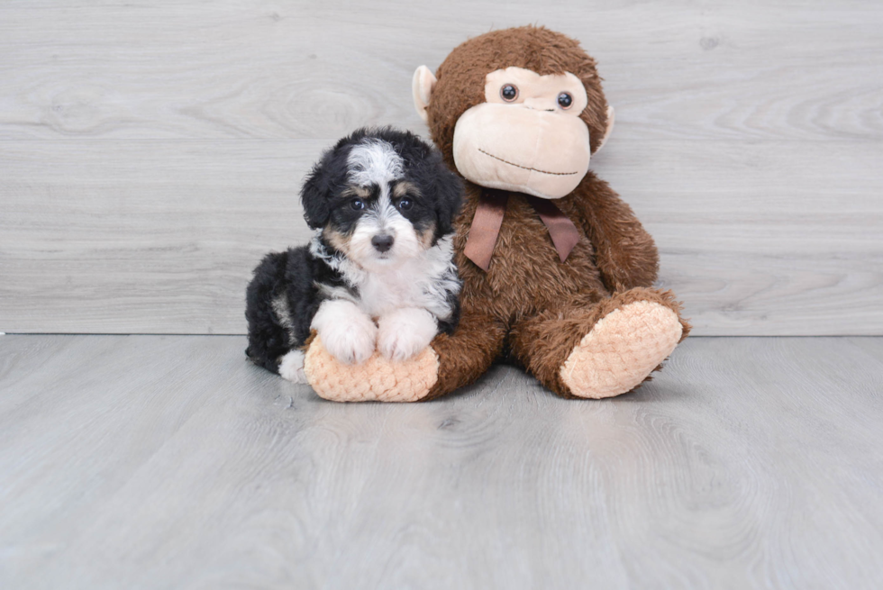 Mini Aussiedoodle Puppy for Adoption