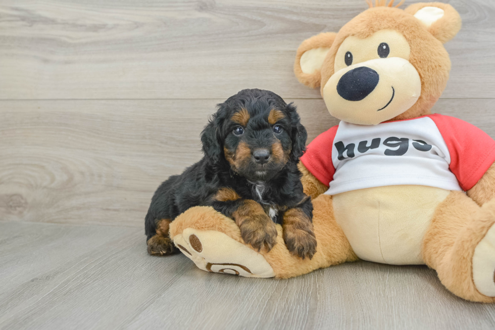 Smart Mini Aussiedoodle Poodle Mix Pup