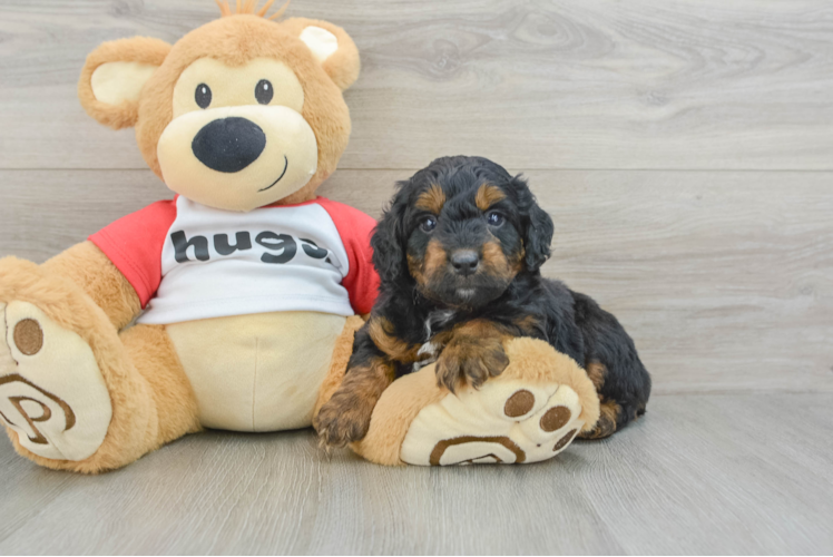 Friendly Mini Aussiedoodle Baby