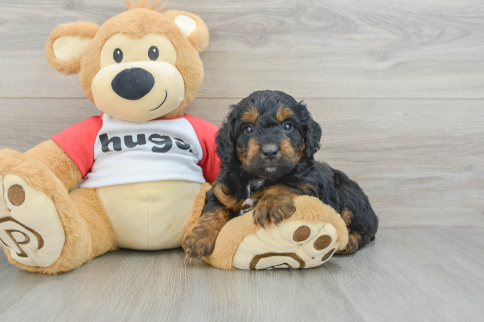 Friendly Mini Aussiedoodle Baby