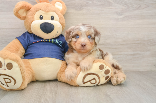 ARI, a Mini Aussiedoodle littermate