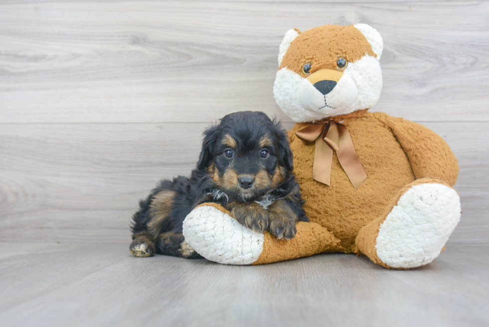 Mini Aussiedoodle Puppy for Adoption
