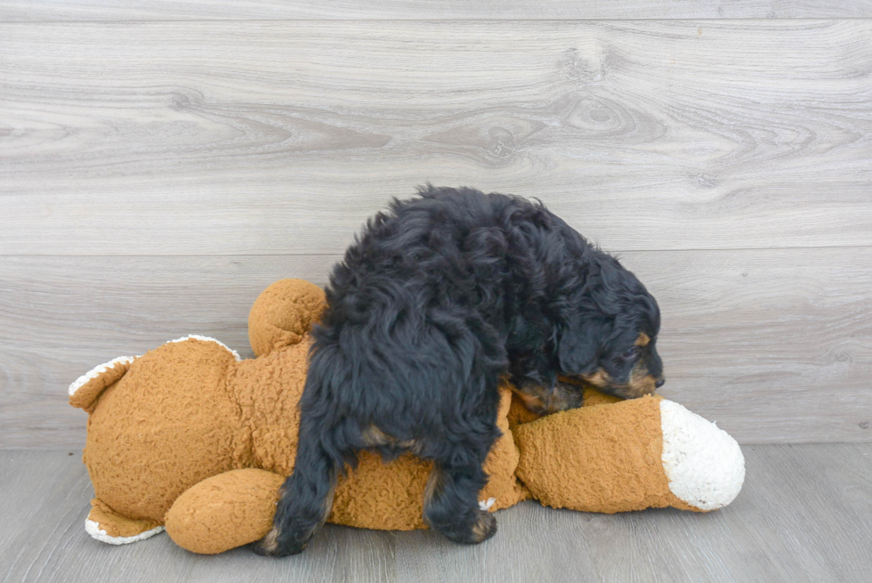 Funny Mini Aussiedoodle Poodle Mix Pup