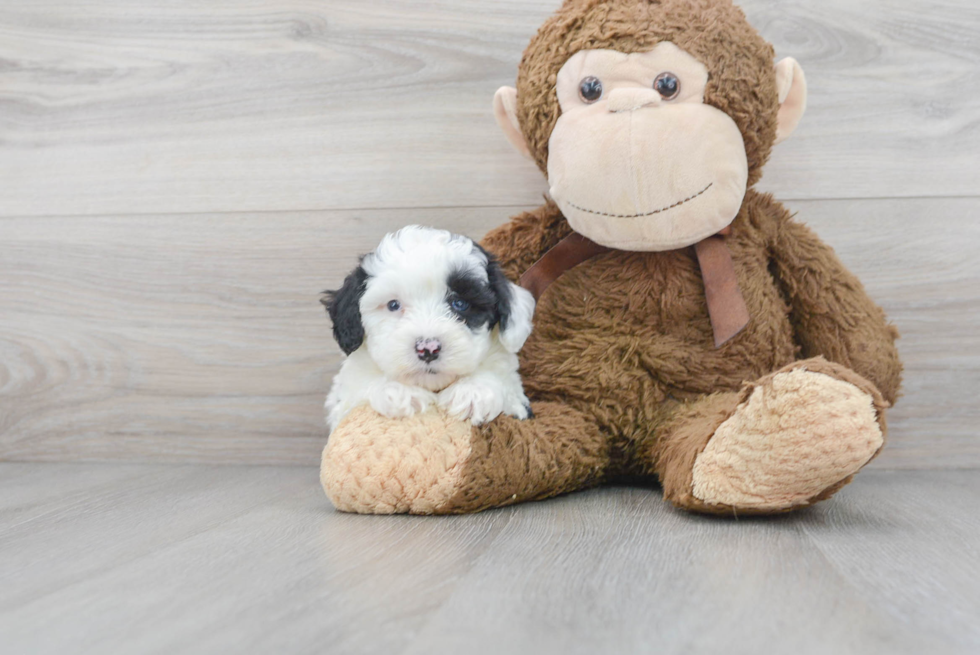 Cute Mini Aussiedoodle Baby