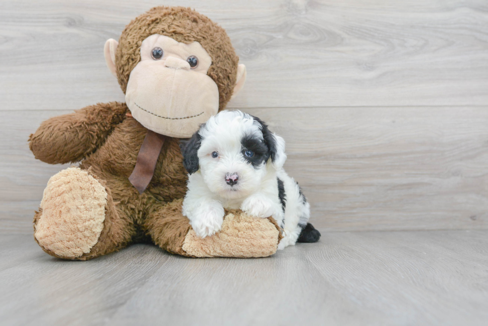 Happy Mini Aussiedoodle Baby
