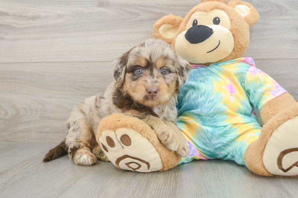 Popular Mini Aussiedoodle Poodle Mix Pup