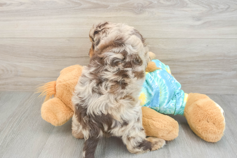 Best Mini Aussiedoodle Baby