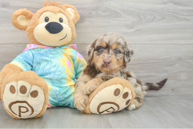 Best Mini Aussiedoodle Baby