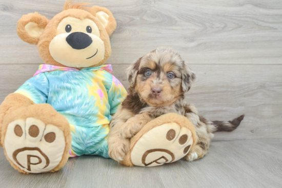 Best Mini Aussiedoodle Baby