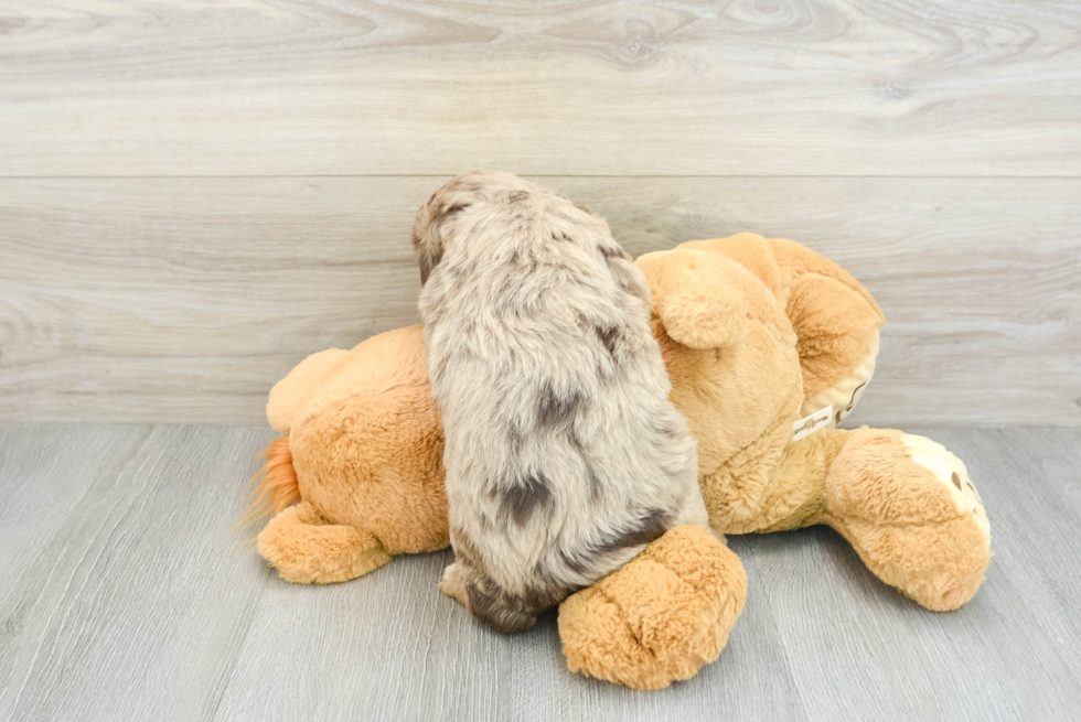 Smart Mini Aussiedoodle Poodle Mix Pup
