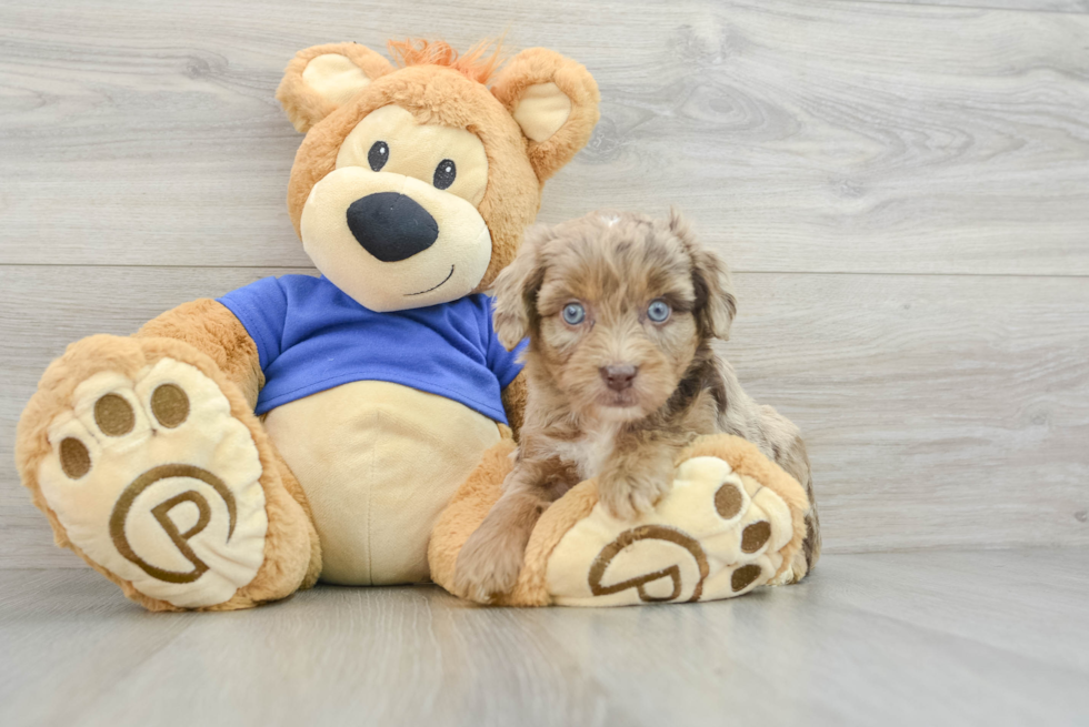 Mini Aussiedoodle Puppy for Adoption