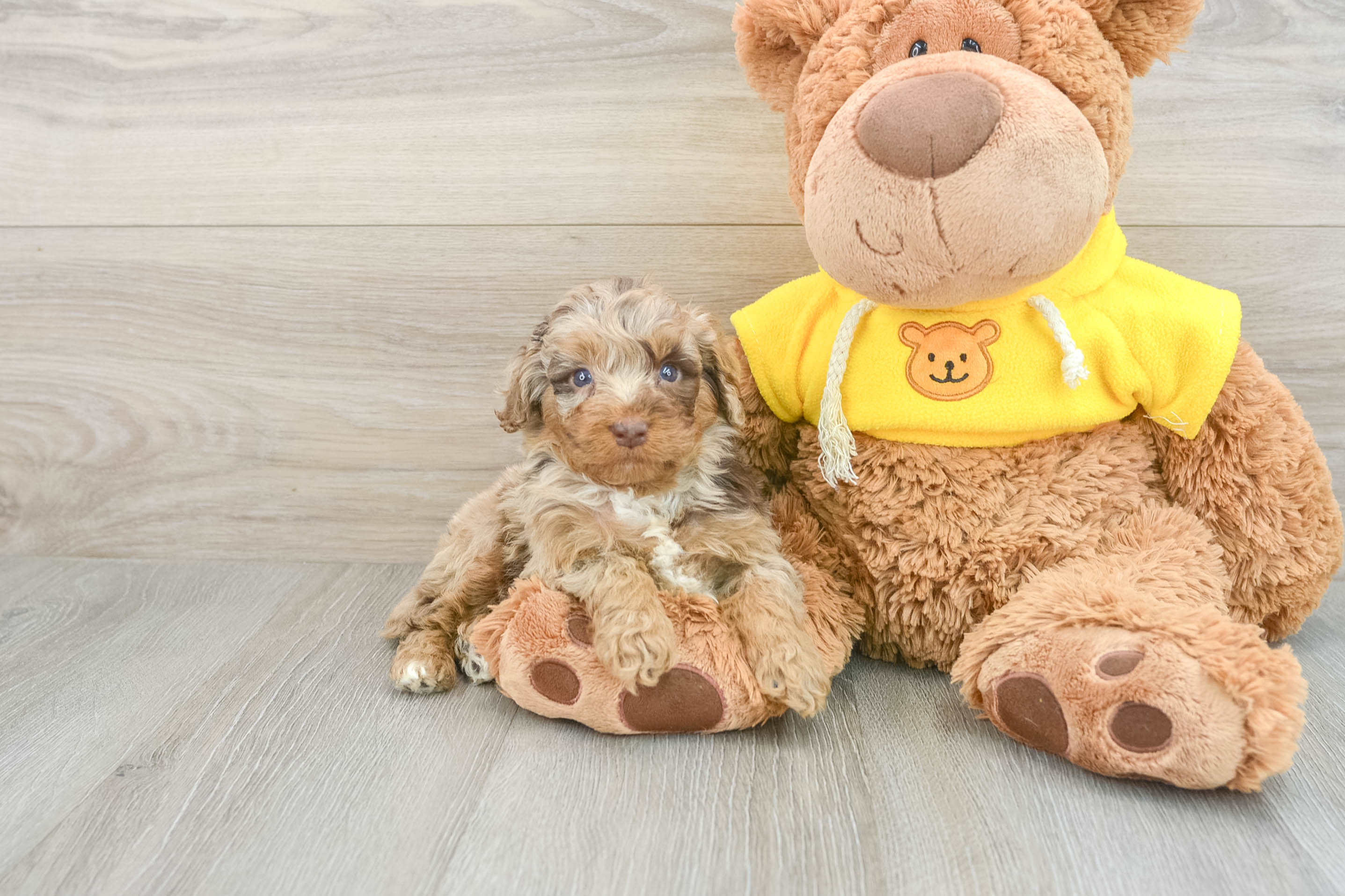 Petite Mini Aussiedoodle Poodle Mix Pup