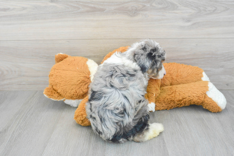 Best Mini Aussiedoodle Baby