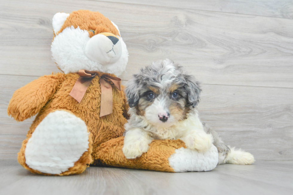 Sweet Mini Aussiedoodle Baby