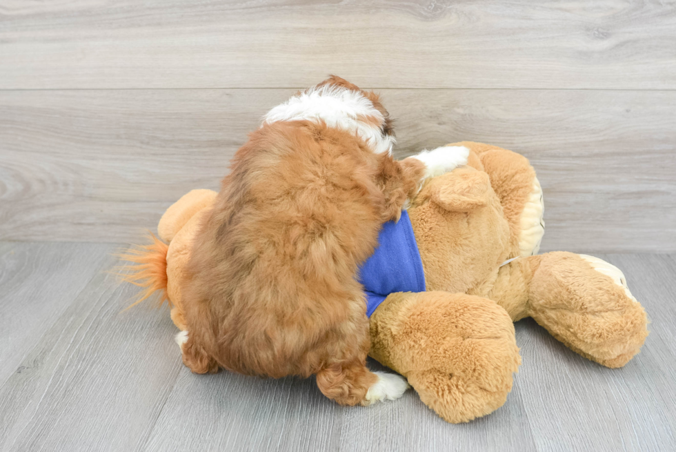 Friendly Mini Aussiedoodle Baby