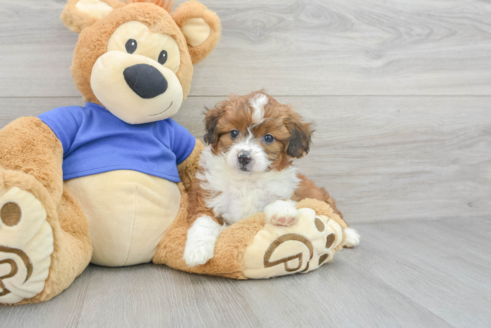 Energetic Aussiepoo Poodle Mix Puppy