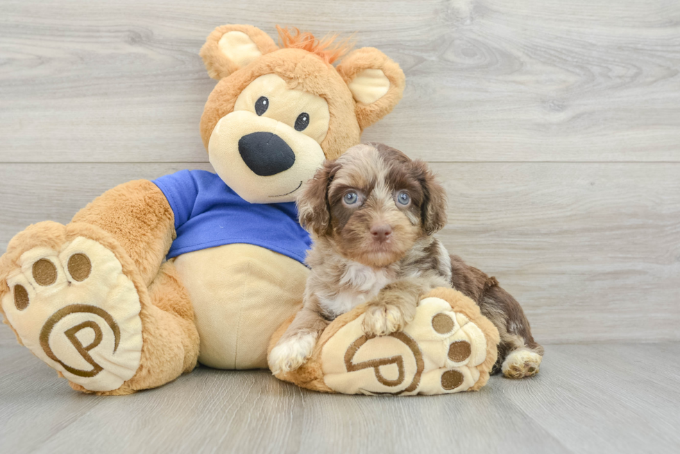 Happy Mini Aussiedoodle Baby