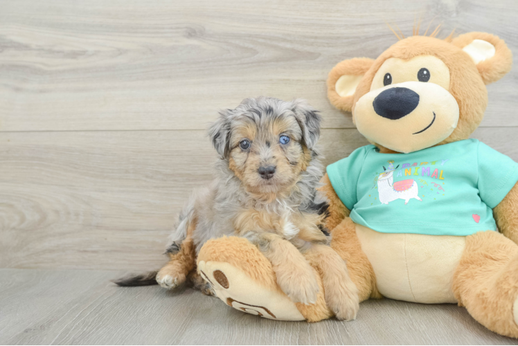 Best Mini Aussiedoodle Baby