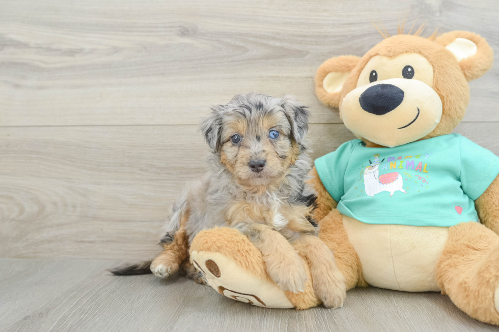Best Mini Aussiedoodle Baby