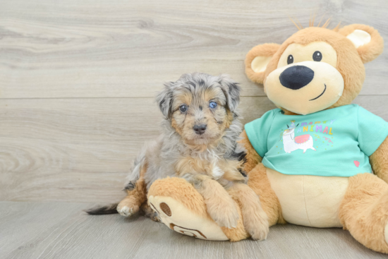Best Mini Aussiedoodle Baby