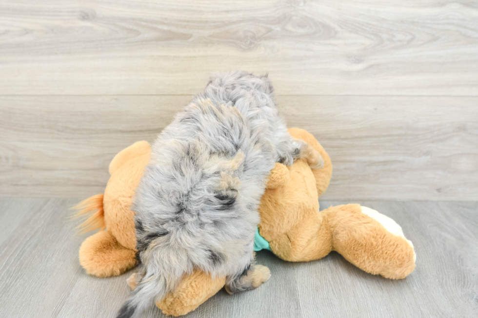 Friendly Mini Aussiedoodle Baby