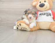 8 week old Mini Aussiedoodle Puppy For Sale - Premier Pups
