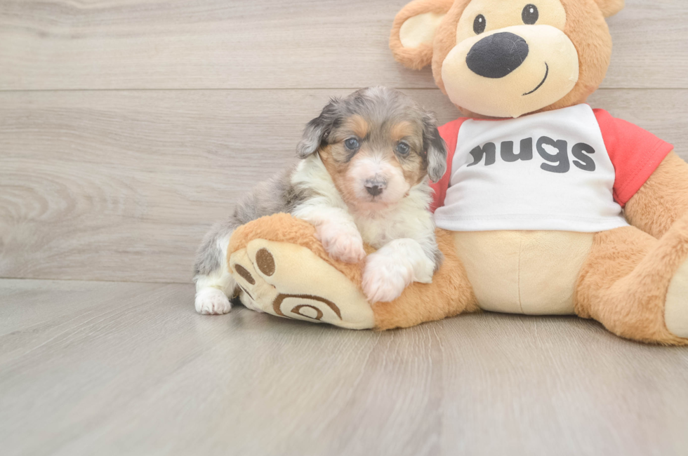8 week old Mini Aussiedoodle Puppy For Sale - Premier Pups