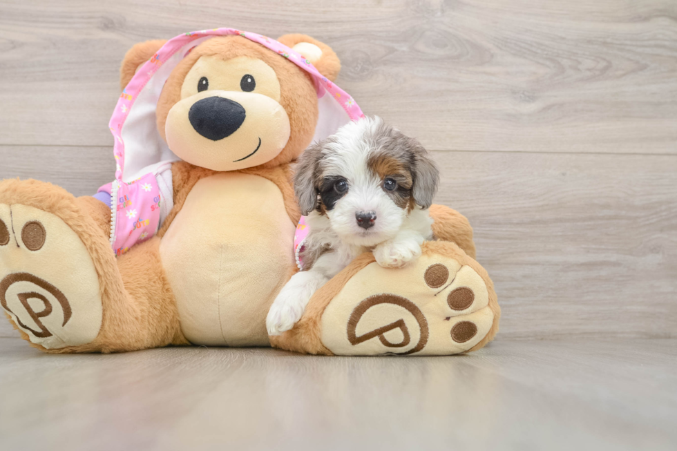 Mini Aussiedoodle Puppy for Adoption