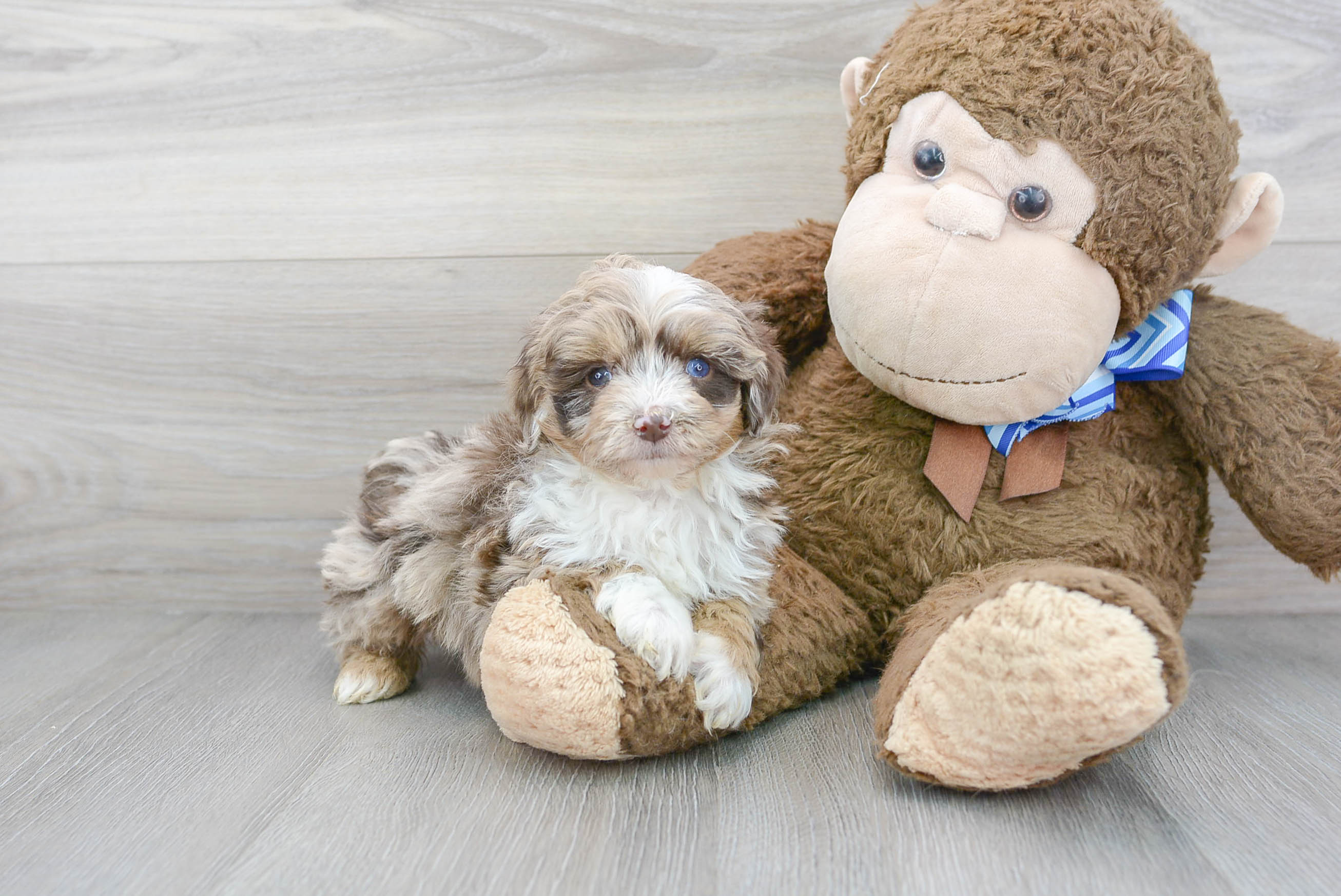 Best Mini Aussiedoodle Baby