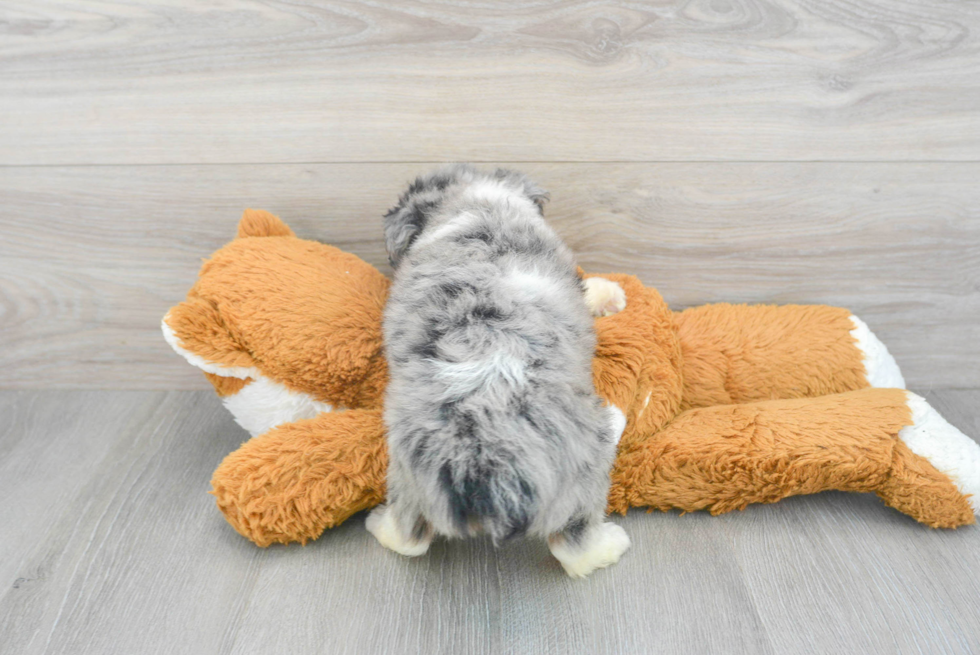 Best Mini Aussiedoodle Baby