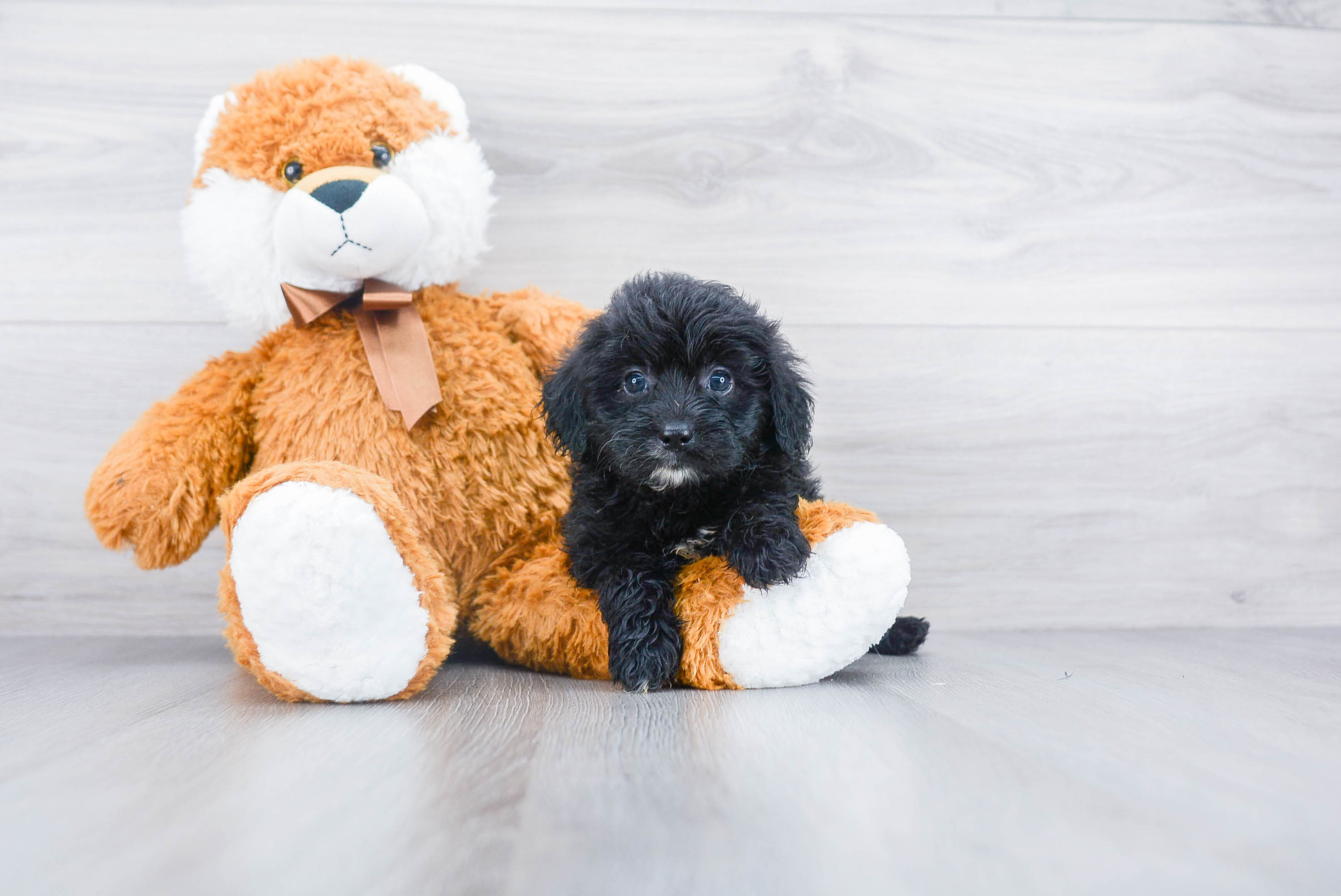 Cute Mini Aussiedoodle Baby