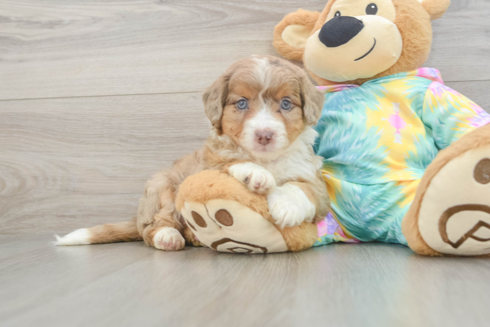 Best Mini Aussiedoodle Baby