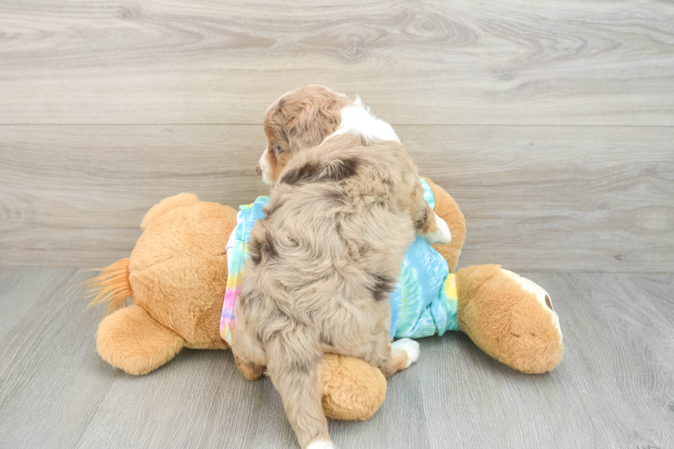 Friendly Mini Aussiedoodle Baby