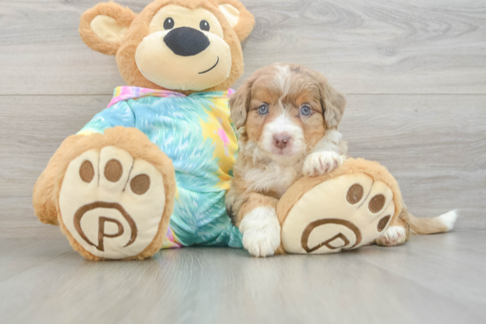 Little Mini Aussiepoo Poodle Mix Puppy