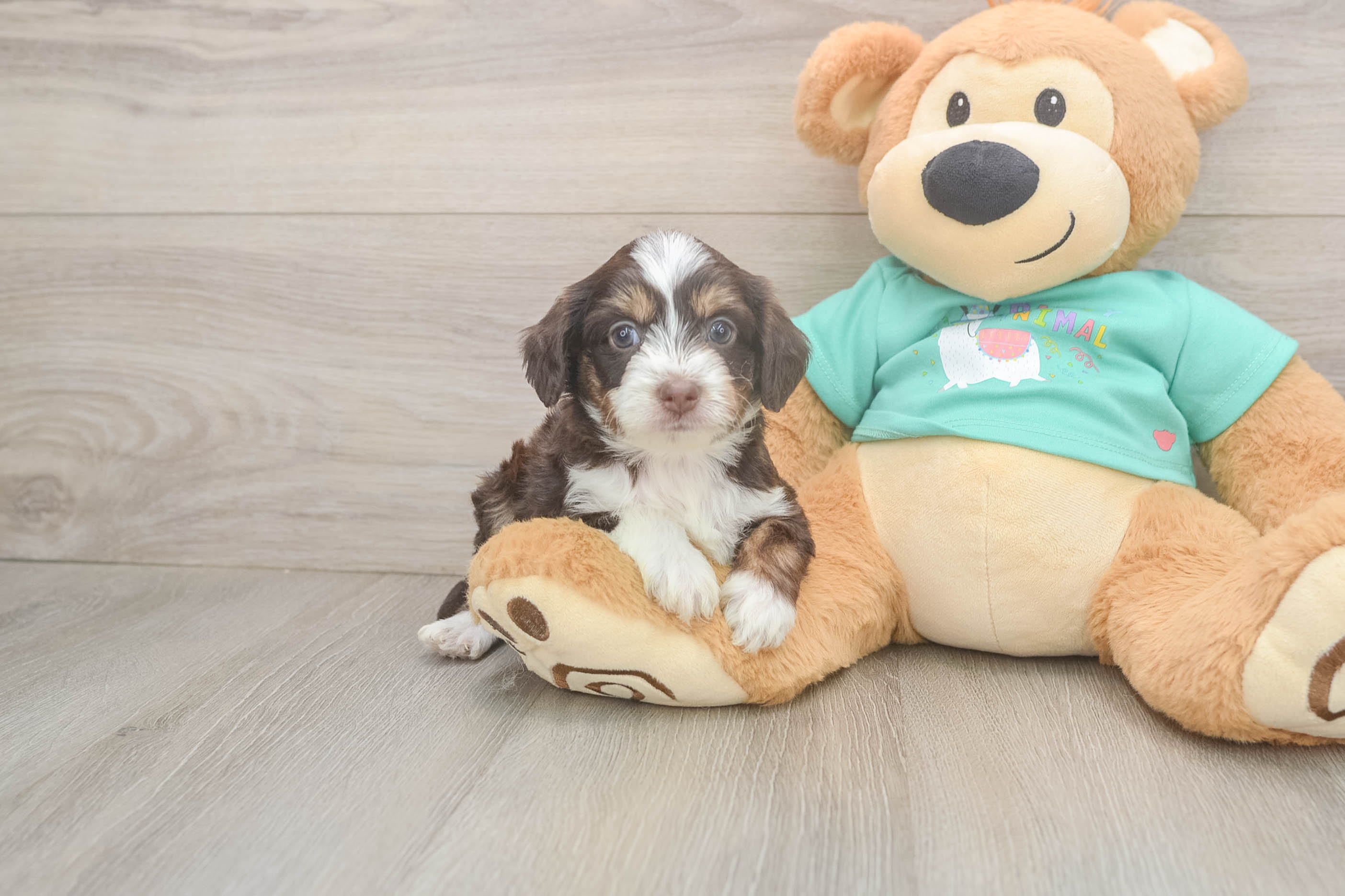 Cute Mini Aussiedoodle Baby