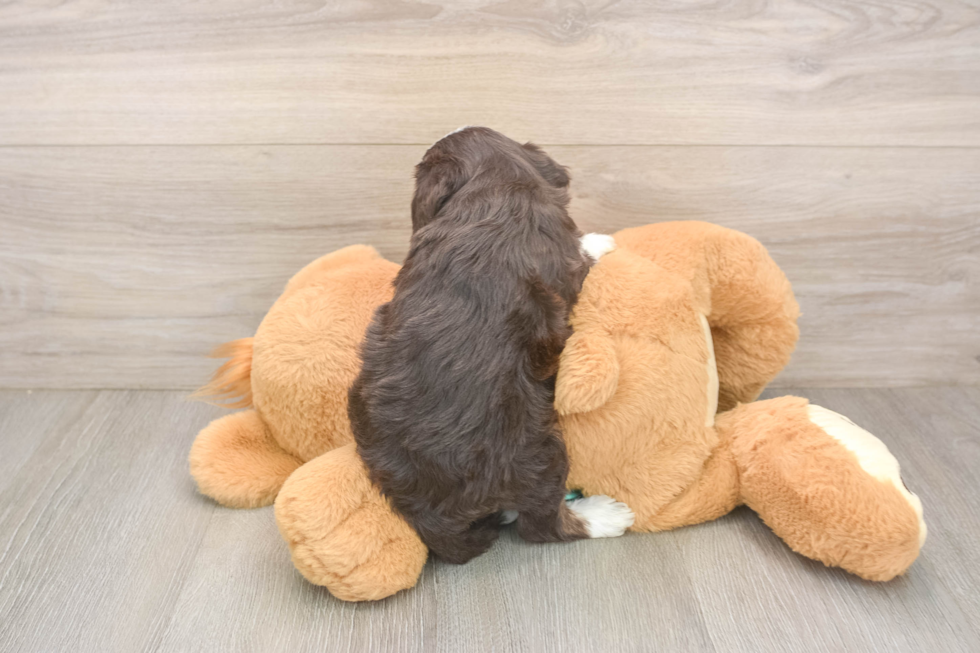 Playful Mini Aussiepoodle Poodle Mix Puppy