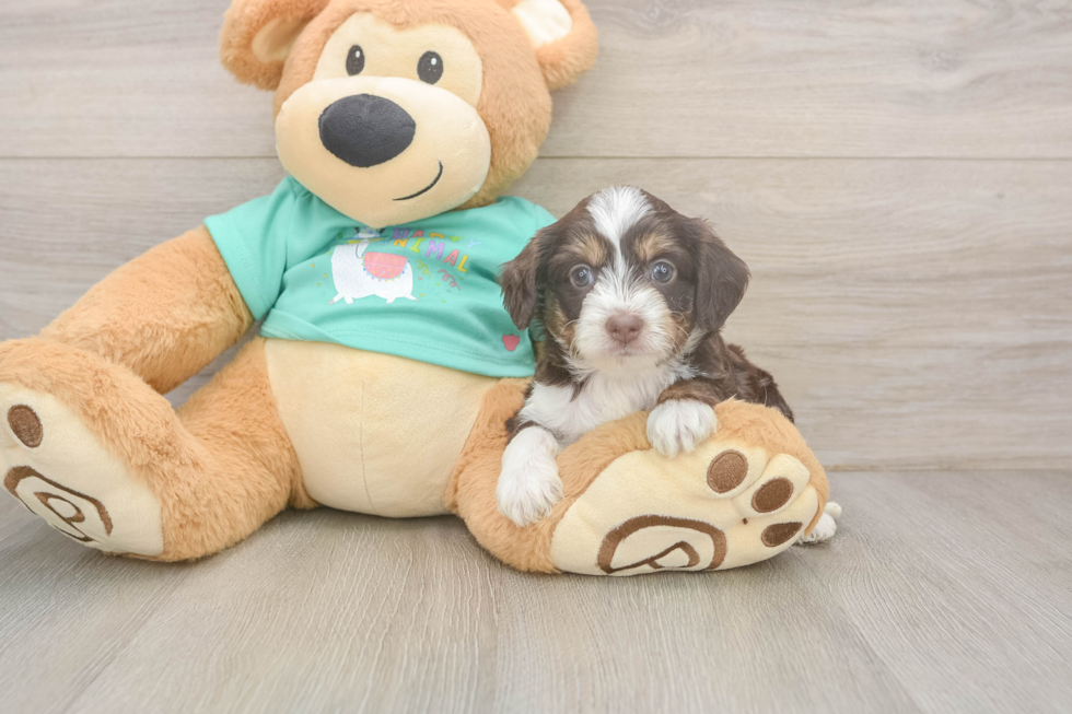Best Mini Aussiedoodle Baby
