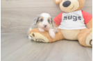 Best Mini Aussiedoodle Baby