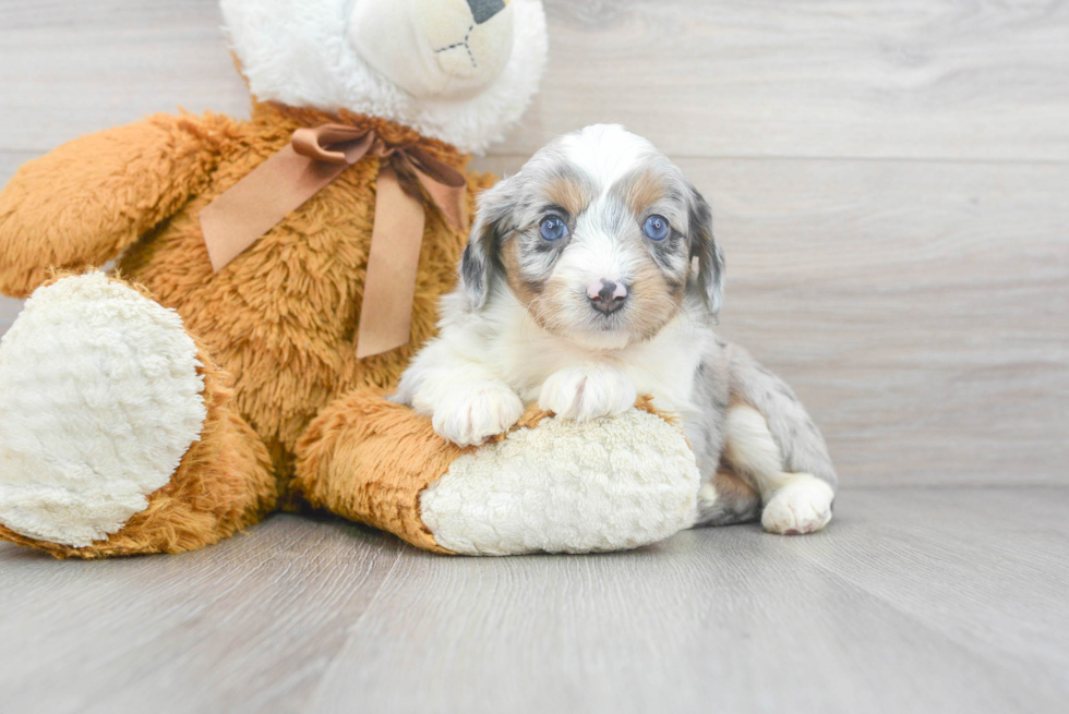 Happy Mini Aussiedoodle Baby
