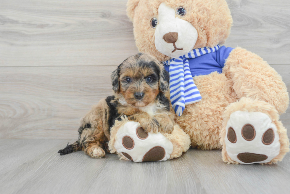 Mini Aussiedoodle Puppy for Adoption
