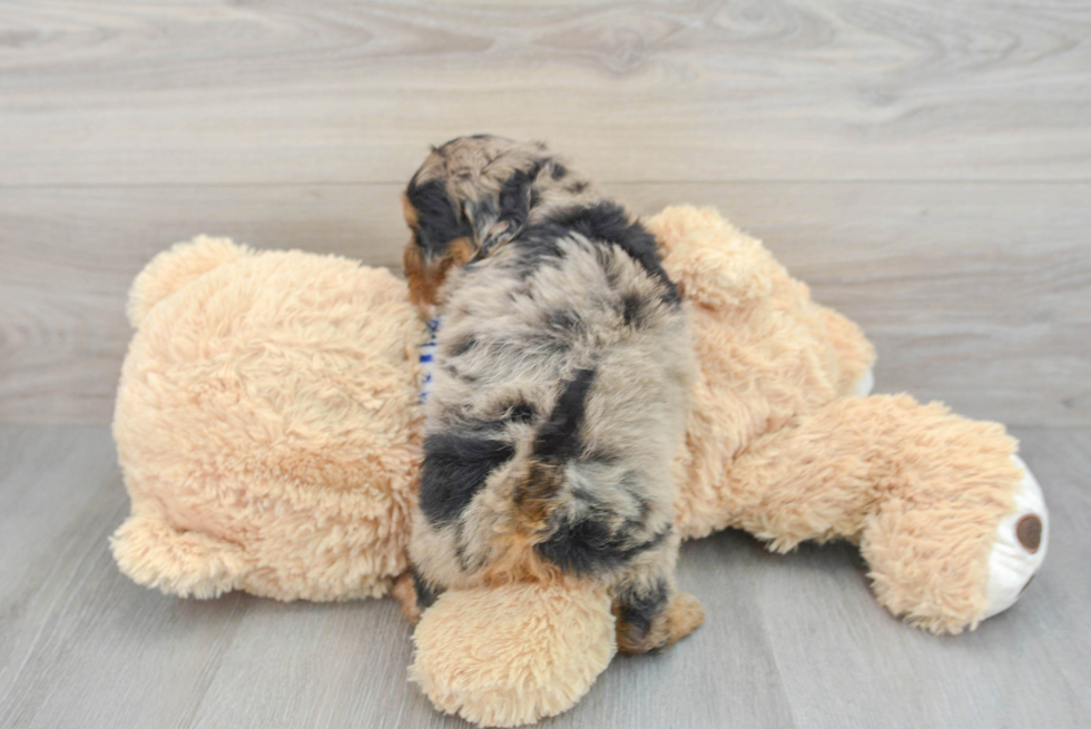 Mini Aussiedoodle Puppy for Adoption