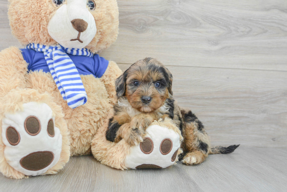 Playful Aussiepoo Poodle Mix Puppy