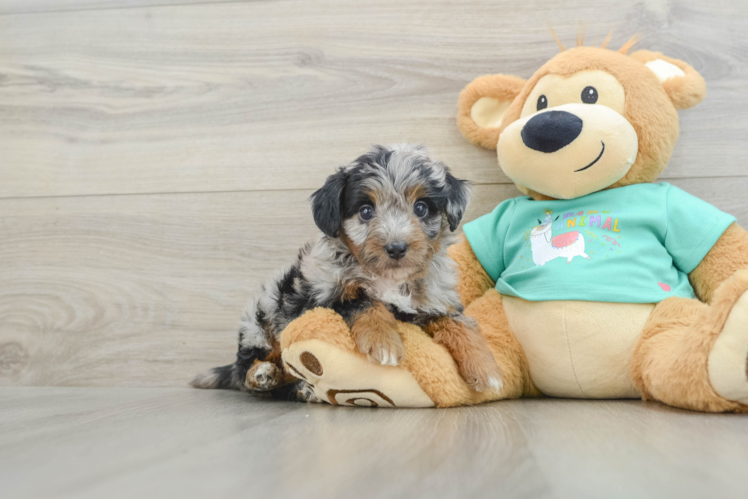Best Mini Aussiedoodle Baby