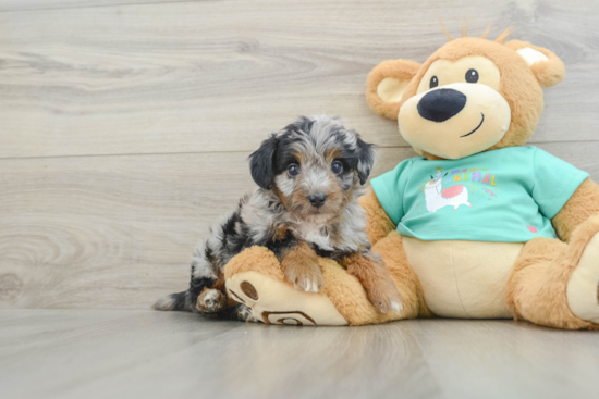 Best Mini Aussiedoodle Baby
