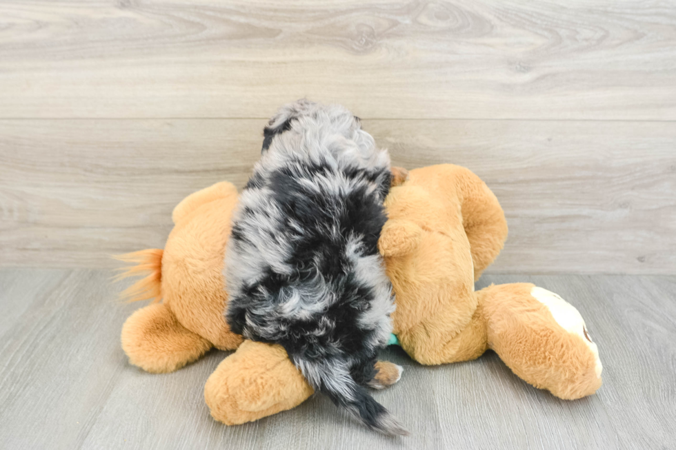 Mini Aussiedoodle Pup Being Cute