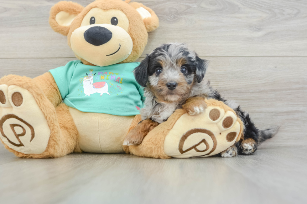 Mini Aussiedoodle Pup Being Cute