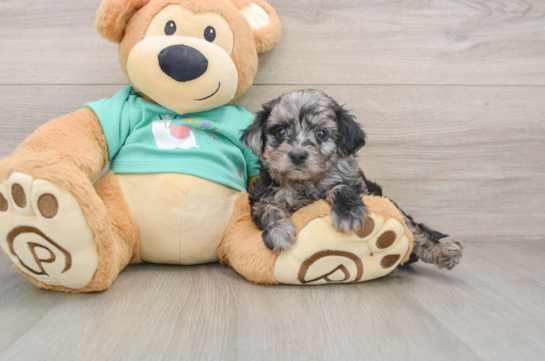 AVON, a Mini Aussiedoodle littermate