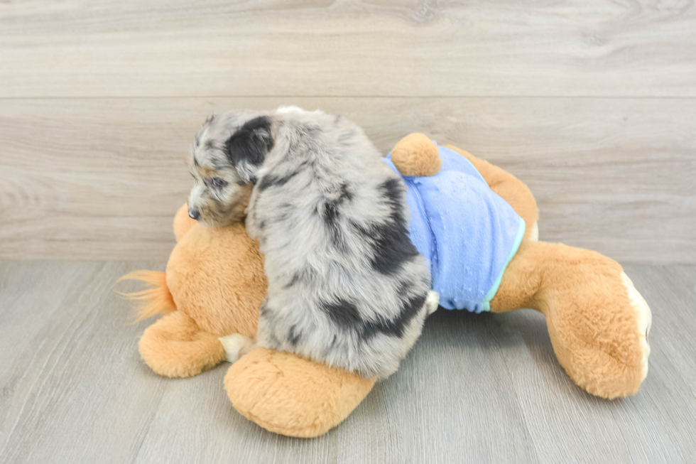 Mini Aussiedoodle Pup Being Cute