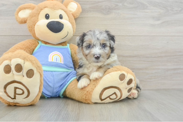 Mini Aussiedoodle Pup Being Cute