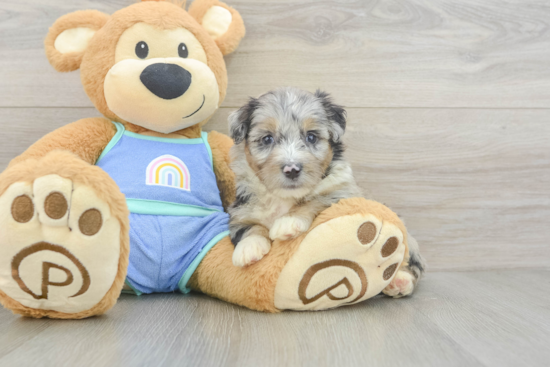 Mini Aussiedoodle Pup Being Cute